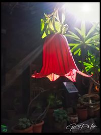 Kanaren-Glockenblume (Canarina canariensis), Meditation, Mindset, Ruhe, Natur